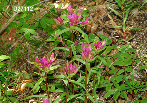 Castilleja raupii